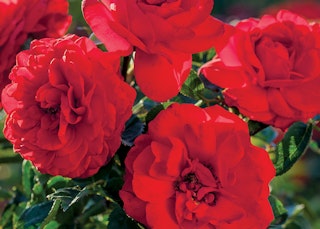 canyon road rose red canyon road roses