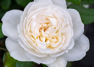white bolero roses