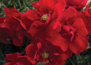 red brick house roses