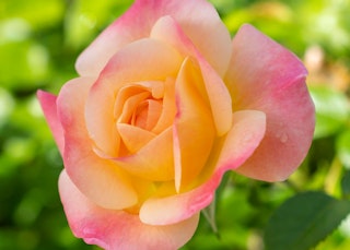 bright and shiny rose bright and shiny roses