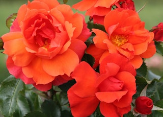 Sunbelt Sierra Lady rose