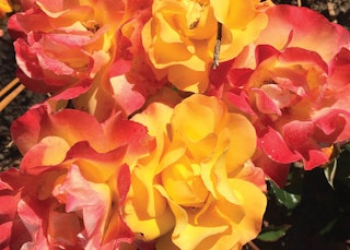 veranda fiesta rose veranda fiesta rose