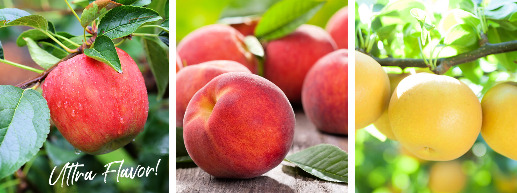 https://www.datocms-assets.com/33130/1672779704-ultra-dwarf-fruit-trees-banner-pear-peach-apple.jpg