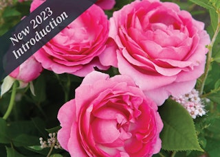pink raspberry cupcake roses new 2023 introductions