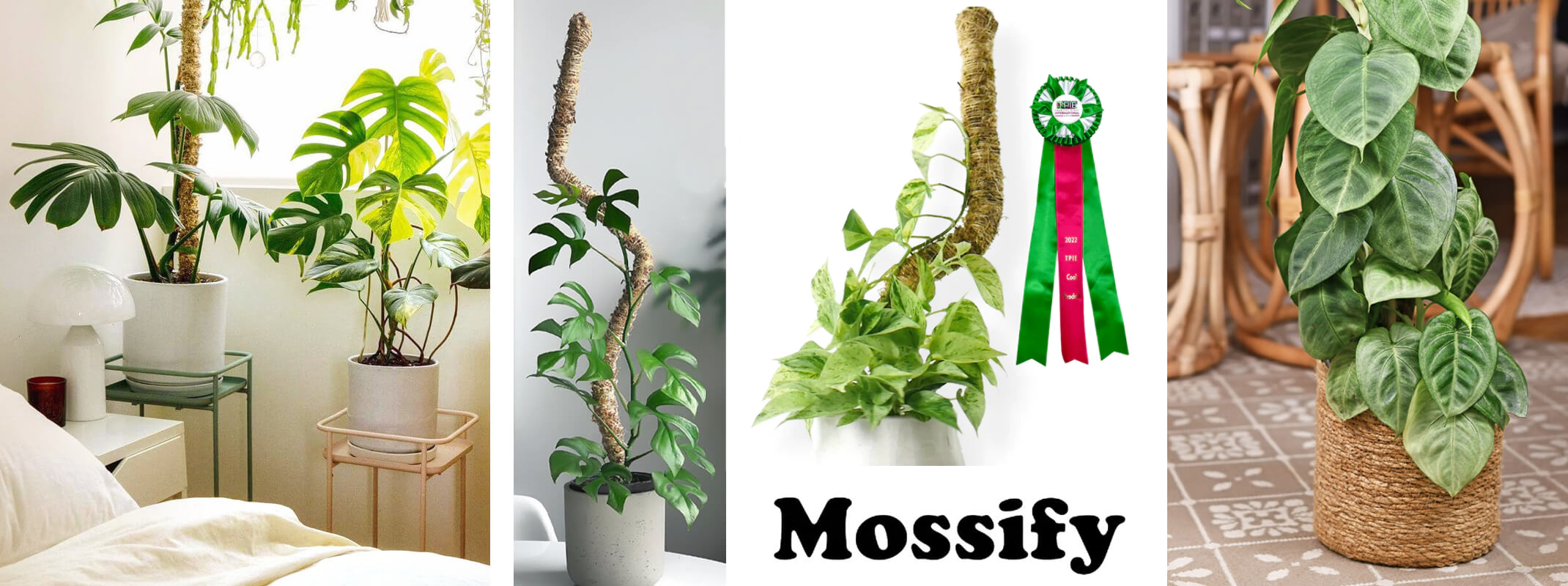 5 different houseplants growing on moss poles, the Mossify logo, and a green and red award.