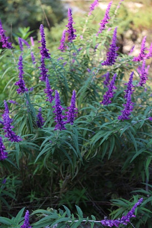 Mexican Bush Sage in garden.