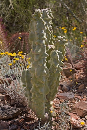 A totem pole cactus growing in the desert near rocks and other plants.