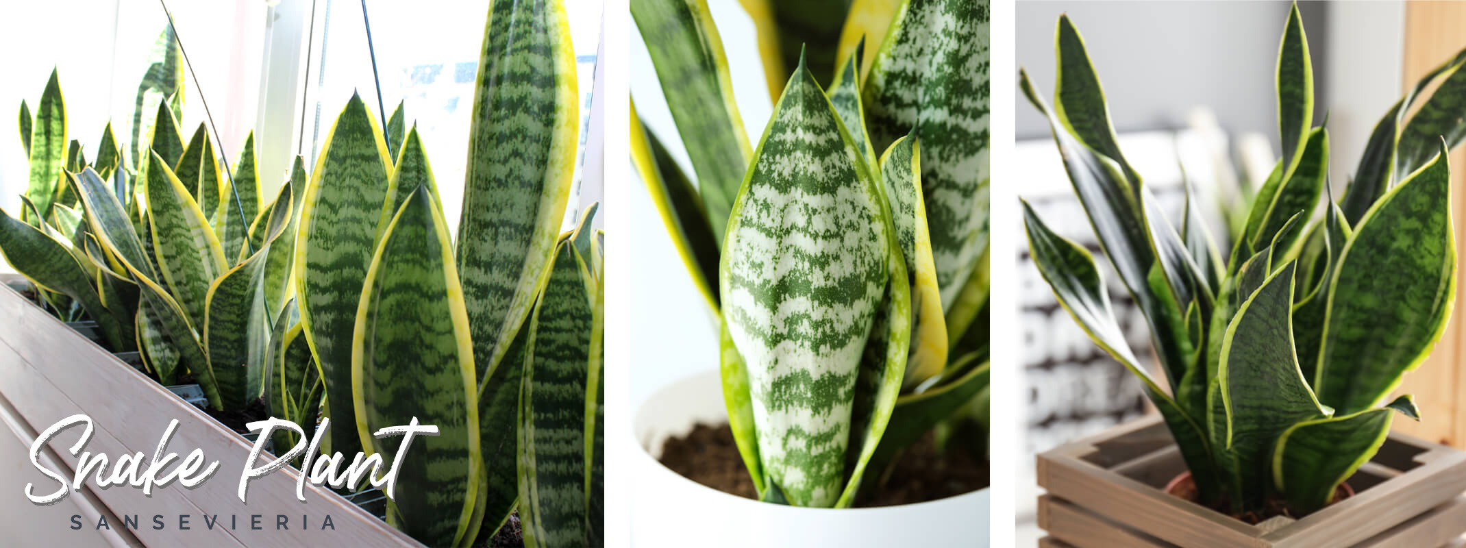 sansevieria snake plant houseplant