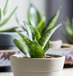 small sansevieria snake plant houseplant