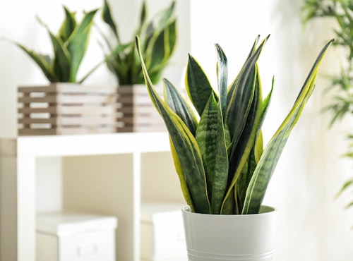 sansevieria snake plant houseplant