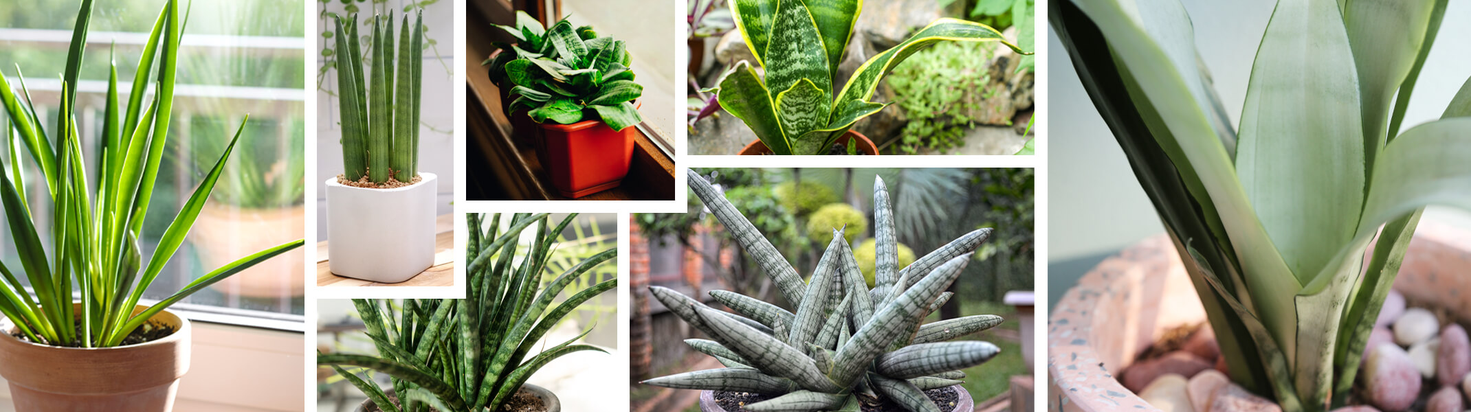 sansevieria snake houseplant assorted varieties