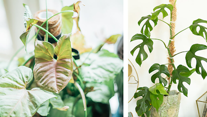 moss pole in split leaf philodendron and regular philodendron