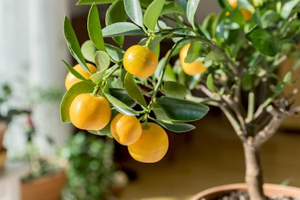 small potted orange tree