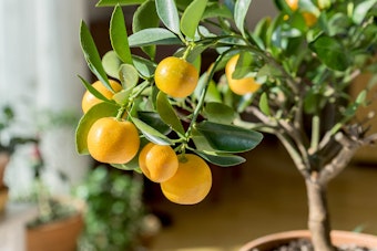 small potted orange tree