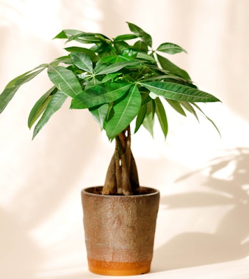 money tree houseplant