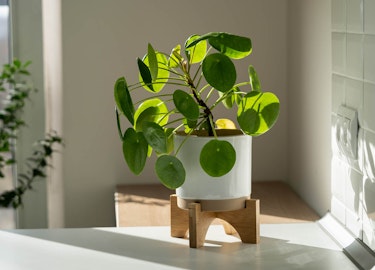 chinese money plant pilea houseplant