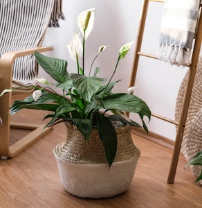 large peace lily houseplant in lovely home setting