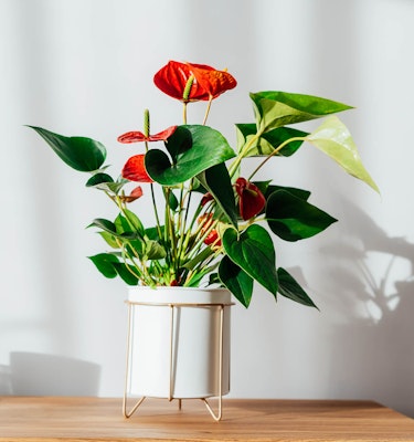 anthurium also known as flamingo flower and laceleaf houseplant in white pot on wood countertop