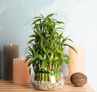 lucky bamboo in clear low bowl of natural stones on stand surrounded by candles