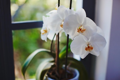 white orchid in blue pot in window