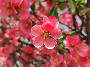 flowering quince fruit tree