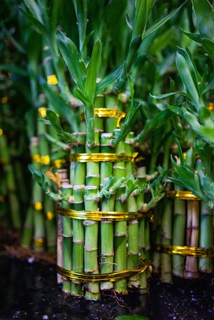 Lucky Bamboo Houseplant