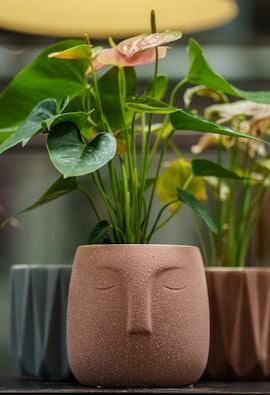 An anthurium in an adobe pot that's shaped like a face.