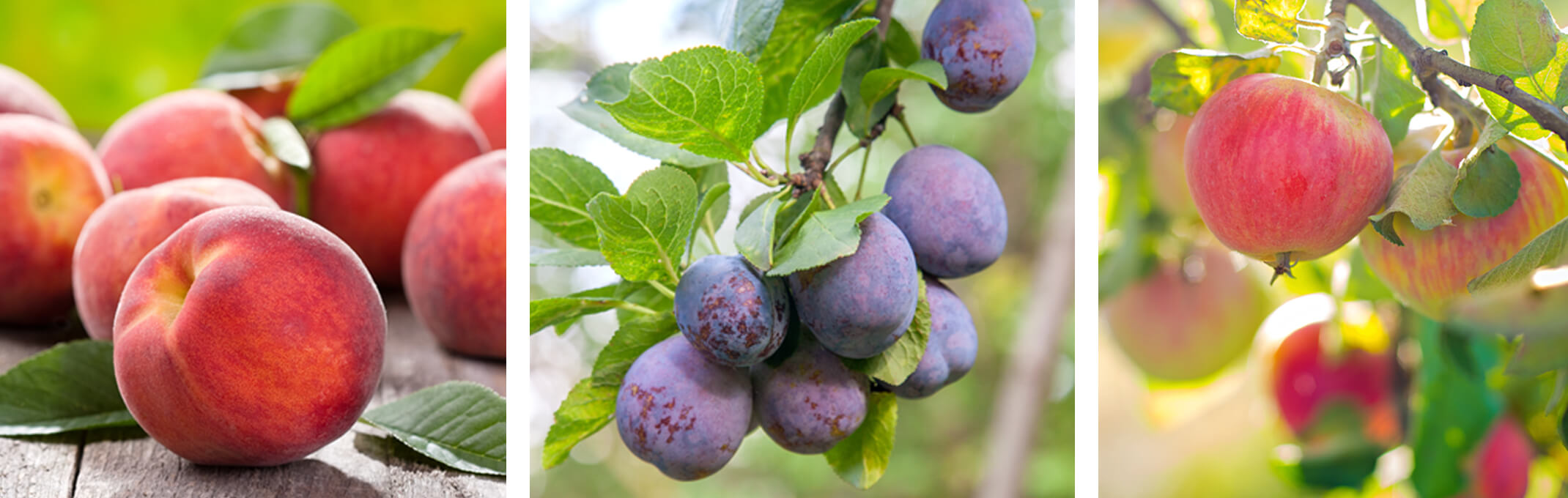 fruit trees peach, plum and apple