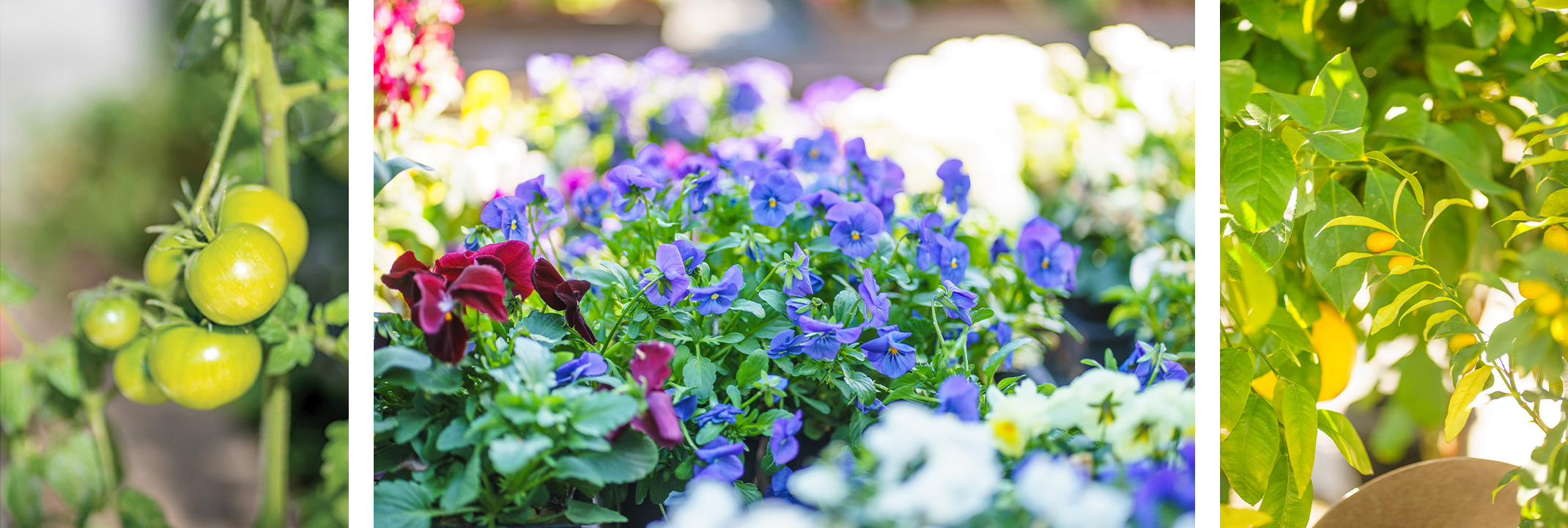 Early tomatoes growing on the vine, colorful spring flowers, and citrus trees.