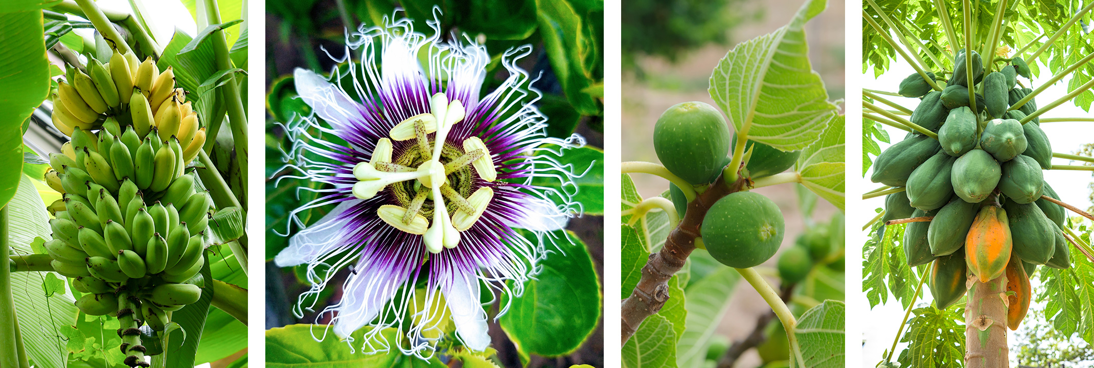 Fruits growing on trees/vines: Bananas, Passion Fruit flower, Figs, Papayas.