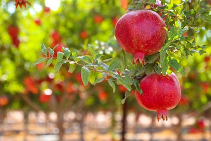 Pomegranates growing on trees.