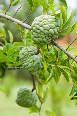 Cherimoya Fruits growing on a tree.
