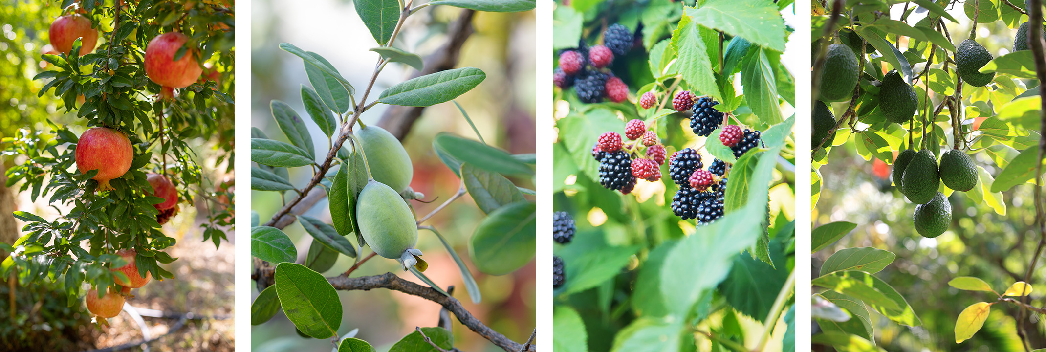 Pomegranates, Pineapple Guava, Blackberries, and Avocados growing outside.