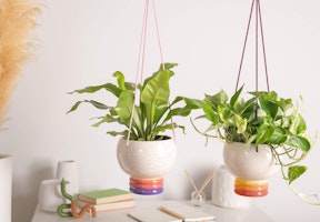 live trends hanging houseplants synestheasia hanging over desk