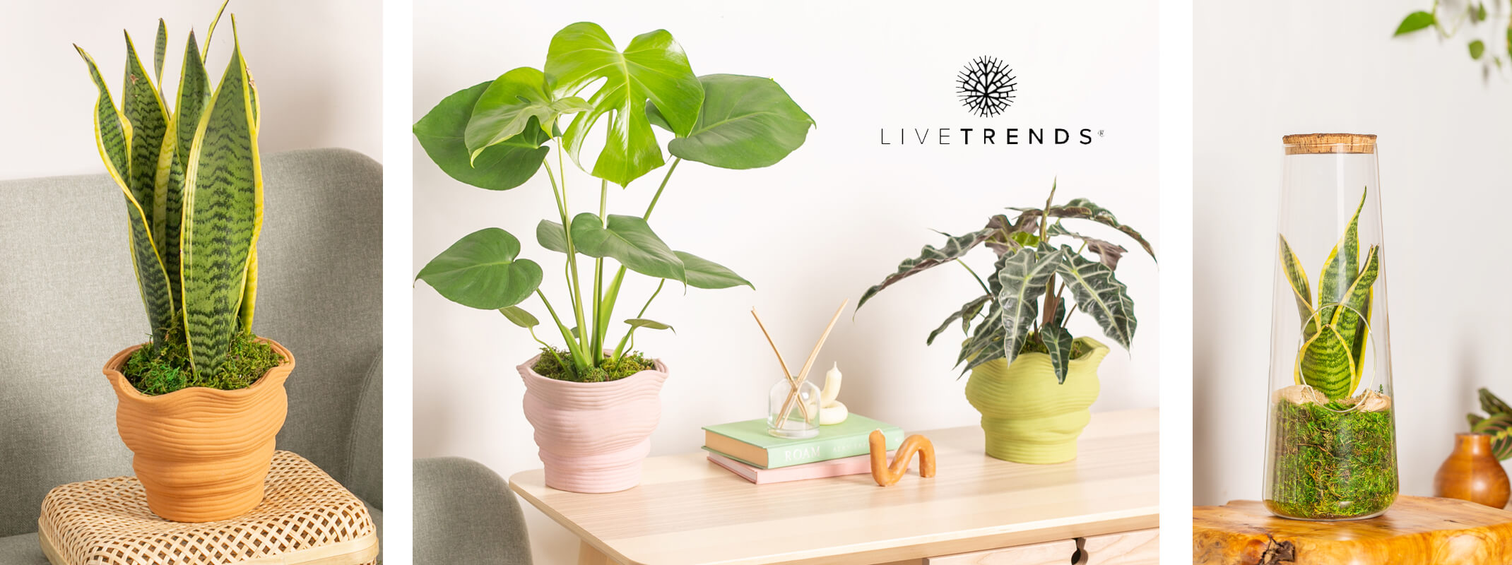 live trends sansevieria, monstera, alocasia, houseplants