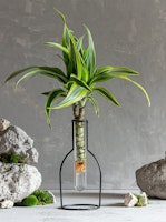 dracaena houseplant live trends