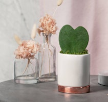 heart leaf hoya live trends houseplant