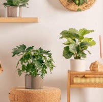 live trends natural foliage houseplants