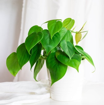 heartleaf philodendron houseplant in white pot