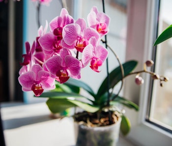 pink orchid valentines day