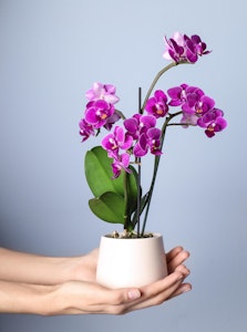 handing over a purple orchid