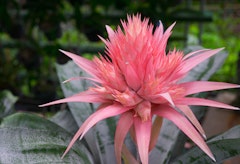 pink bromeliad