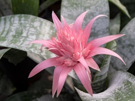 pink bromeliad