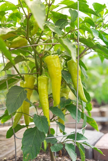 Sweet Banana Peppers