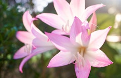 bella donna lily summer bulbs bella donna lily summer bulbs