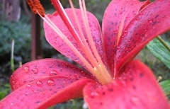 red velvet lily