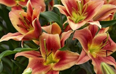 montego bay lilies