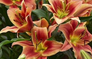 montego bay lilies