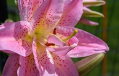 lotus wonder double fragrant lily