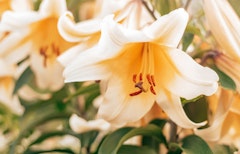 high tea ot lily summer bulbs high tea ot lilies